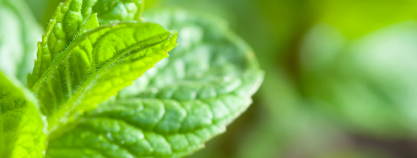 Etherische Olie Pepermunt doterra